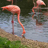  Flamingo 