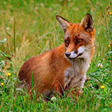  Fox 