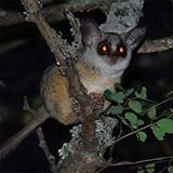  Galago 