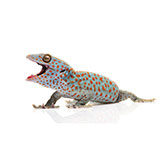 Gecko 