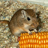  Gerbil 