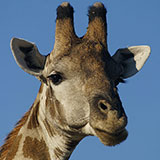  Giraffe 