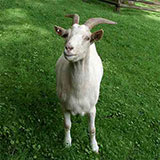  Goat 