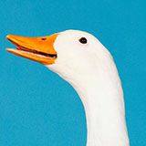  Goose 
