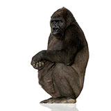  Gorilla 