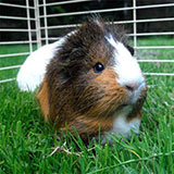  Guinea Pig 
