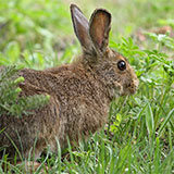  Hare 