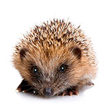  Hedgehog 