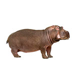  Hippo 