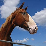  Horse 