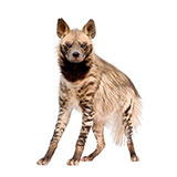  Hyena 