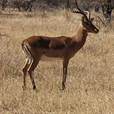  Impala 