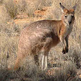  Kangaroo 