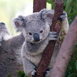  Koala 