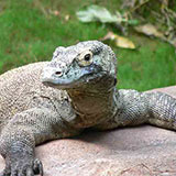  Komodo Dragon 