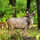  Kudu 