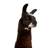  Llama 