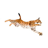 Lynx 