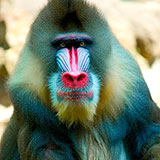  Mandrill 