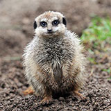  Meerkat 