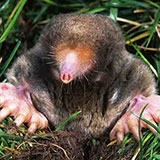  Mole 