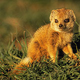  Mongoose 