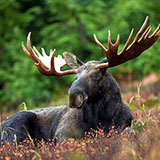  Moose 