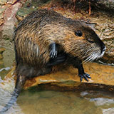  Muskrat 