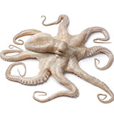  Octopus 
