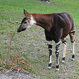  Okapi 