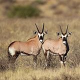  Oryx 