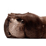  Otter 