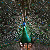  Peacock 