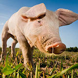  Pig 