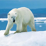  Polar Bear 