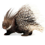  Porcupine 