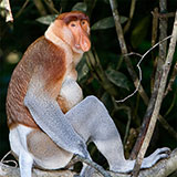  Proboscis 