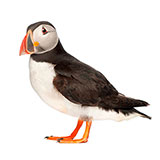  Puffin 