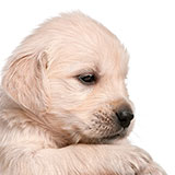 Puppy 