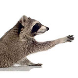  Raccoon 