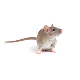  Rat 