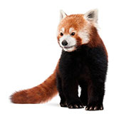  Red Panda 