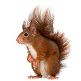  Red Squirrel 