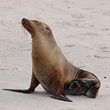  Sea Lion 