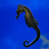  Seahorse 