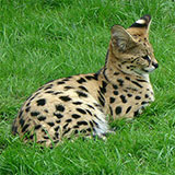  Serval 