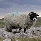  Sheep 