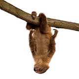  Sloth 