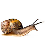  Snail 