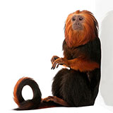  Tamarin 